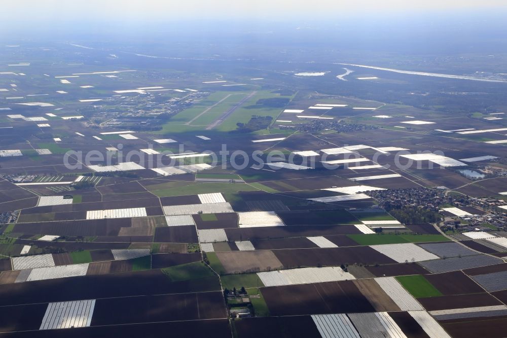 Aerial image Bad Krozingen - Asparagus growing on field surfaces in the Upper Rhine valley in Bad Krozingen in the state Baden-Wuerttemberg