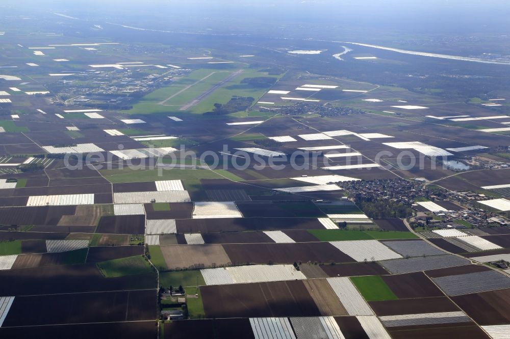 Aerial photograph Bad Krozingen - Asparagus growing on field surfaces in the Upper Rhine valley in Bad Krozingen in the state Baden-Wuerttemberg