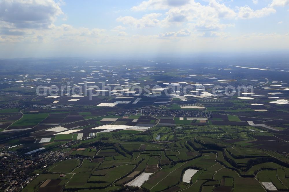 Aerial photograph Bad Krozingen - Asparagus growing on field surfaces in the Upper Rhine valley in Bad Krozingen in the state Baden-Wuerttemberg