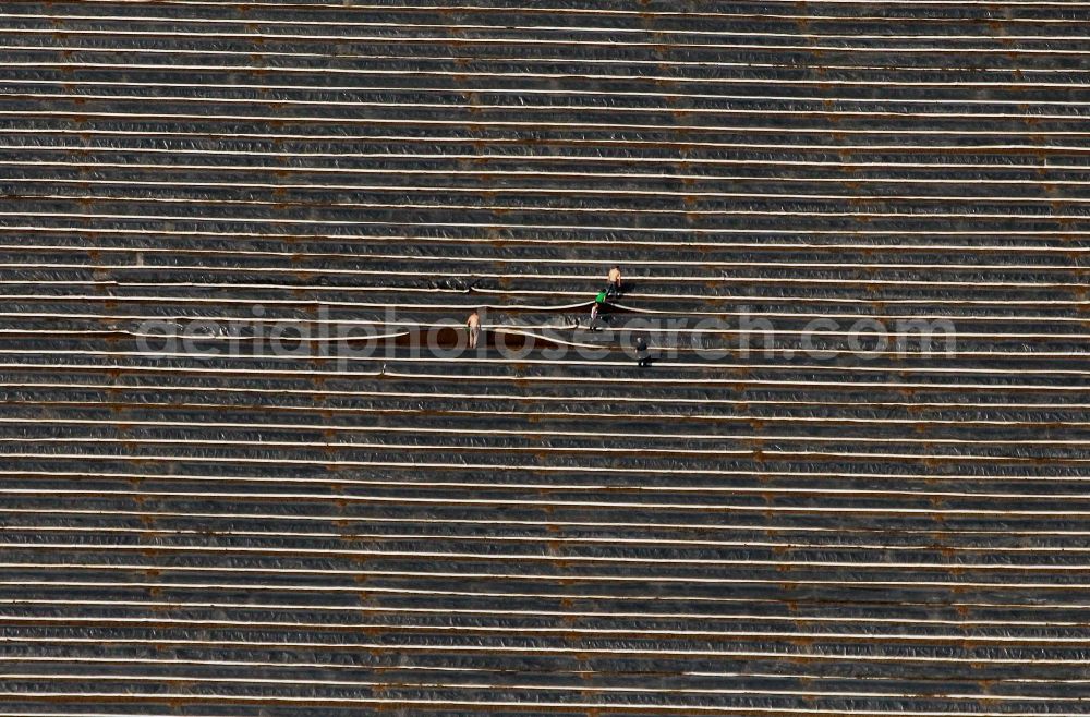 Aerial image Herbsleben - Asparagus harvest on a field at Herbsleben in Thuringia