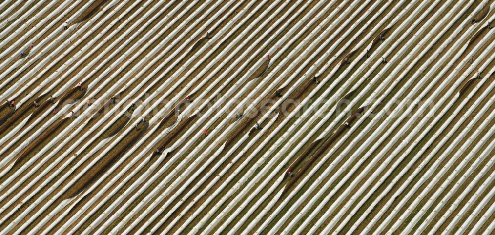 Müllheim from the bird's eye view: Rows with asparagus growing on field surfaces in the district Bruehlhof in Muellheim in the state Baden-Wurttemberg, Germany