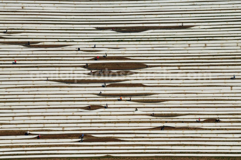 Aerial photograph Müllheim - Rows with asparagus growing on field surfaces in the district Bruehlhof in Muellheim in the state Baden-Wurttemberg, Germany