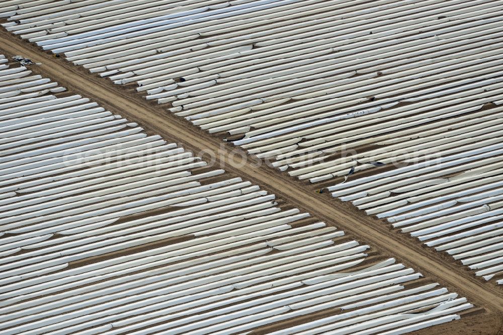 Aerial photograph Beelitz - Asparagus harvest on the asparagus fields