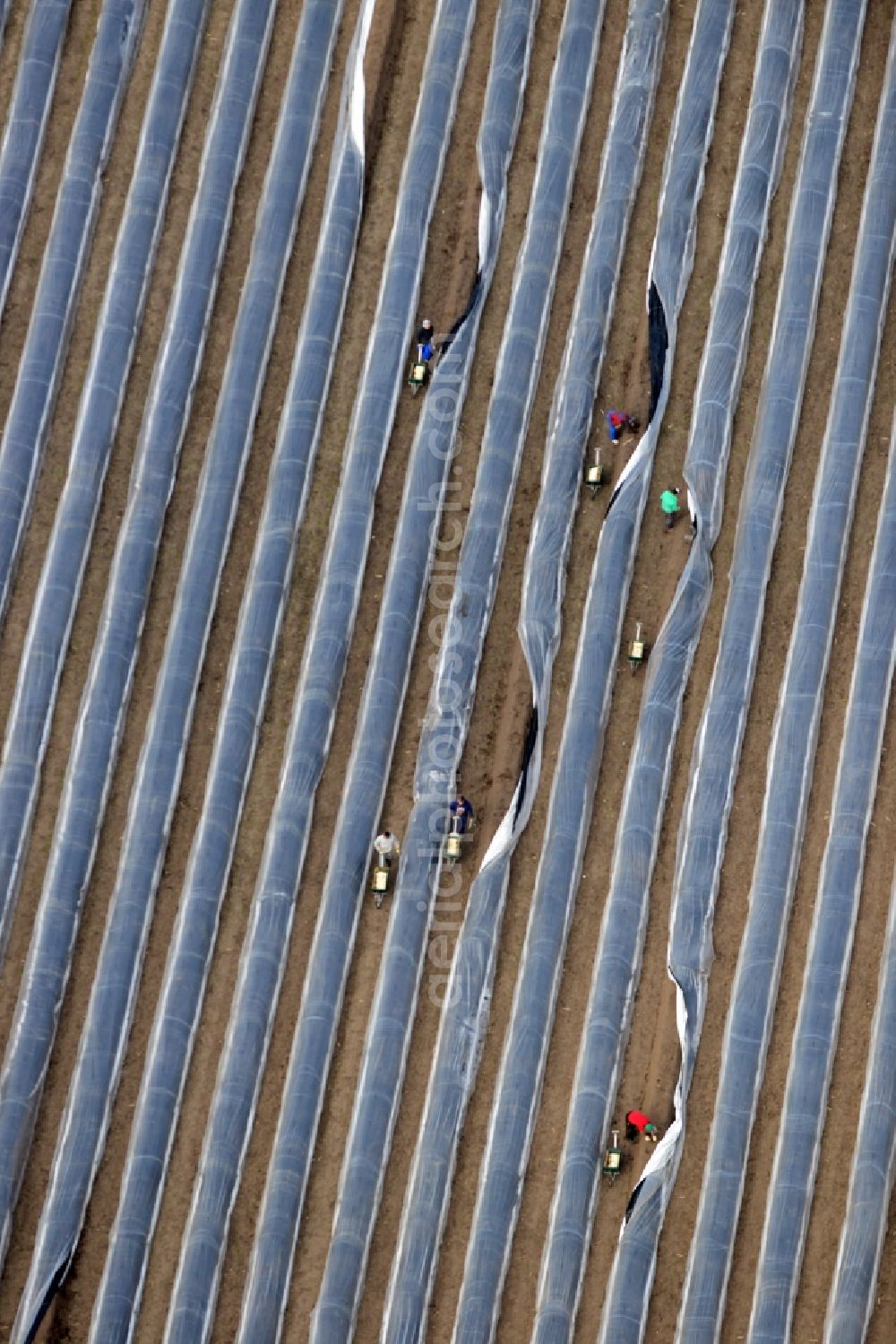 Aerial photograph Beelitz - Asparagus harvest on the asparagus fields