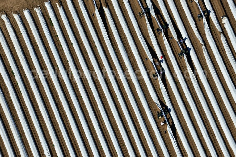 Aerial image Staffelde - Asparagus farmers in the asparagus harvest / cutting asparagus on the Spargefeld ren at Staffelde in Brandenburg