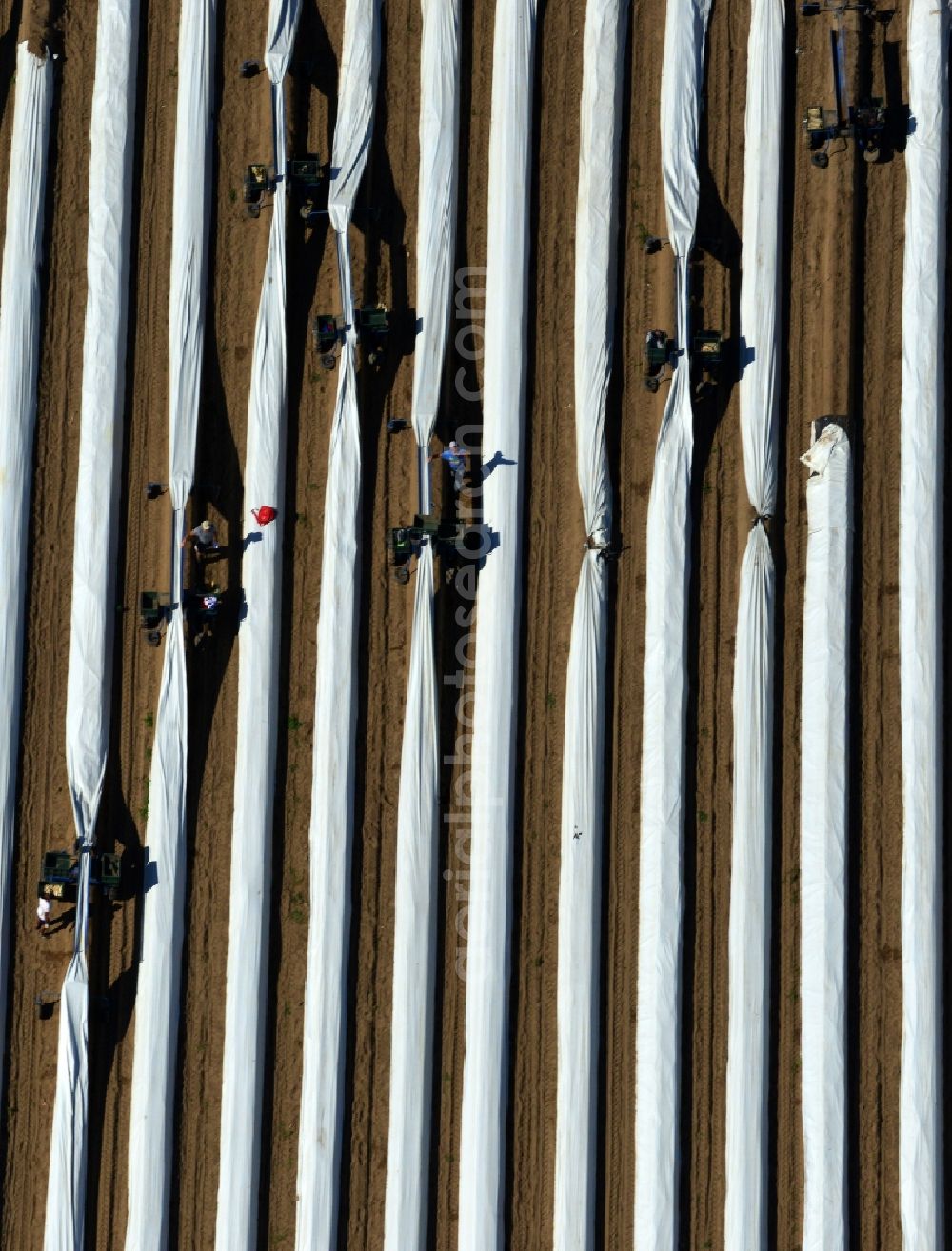 Staffelde from above - Asparagus farmers in the asparagus harvest / cutting asparagus on the Spargefeld ren at Staffelde in Brandenburg