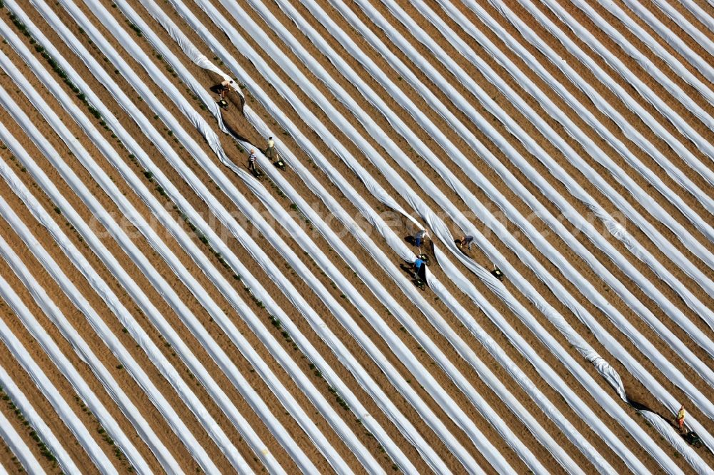 Staffelde from the bird's eye view: Asparagus farmers in the asparagus harvest / cutting asparagus on the Spargefeld ren at Staffelde in Brandenburg