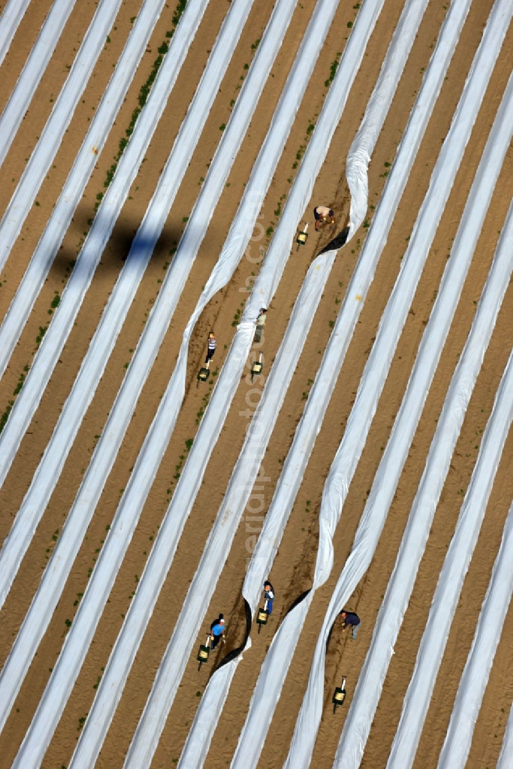 Aerial image Staffelde - Asparagus farmers in the asparagus harvest / cutting asparagus on the Spargefeld ren at Staffelde in Brandenburg