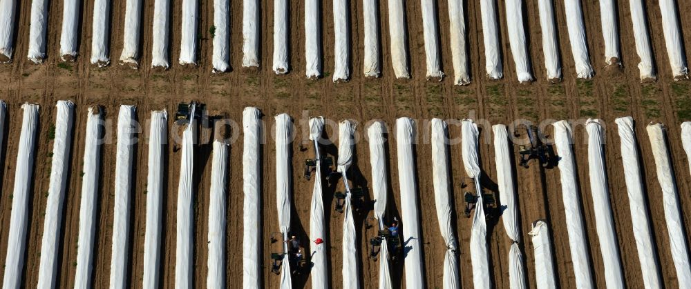 Aerial photograph Staffelde - Asparagus farmers in the asparagus harvest / cutting asparagus on the Spargefeld ren at Staffelde in Brandenburg