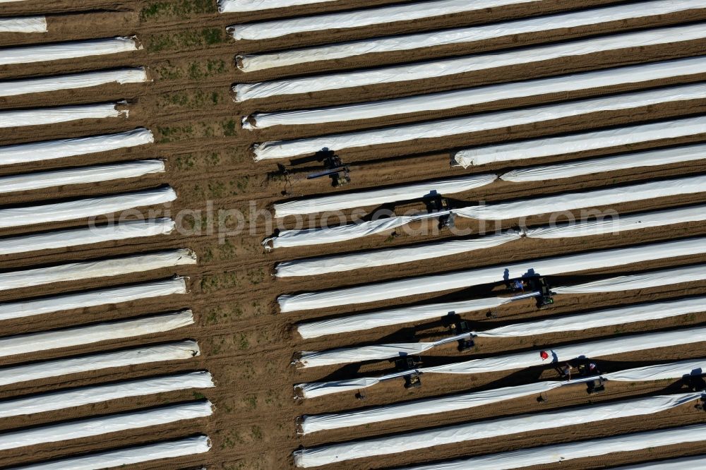 Aerial image Staffelde - Asparagus farmers in the asparagus harvest / cutting asparagus on the Spargefeld ren at Staffelde in Brandenburg