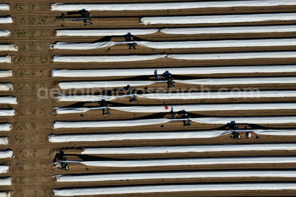 Staffelde from above - Asparagus farmers in the asparagus harvest / cutting asparagus on the Spargefeld ren at Staffelde in Brandenburg