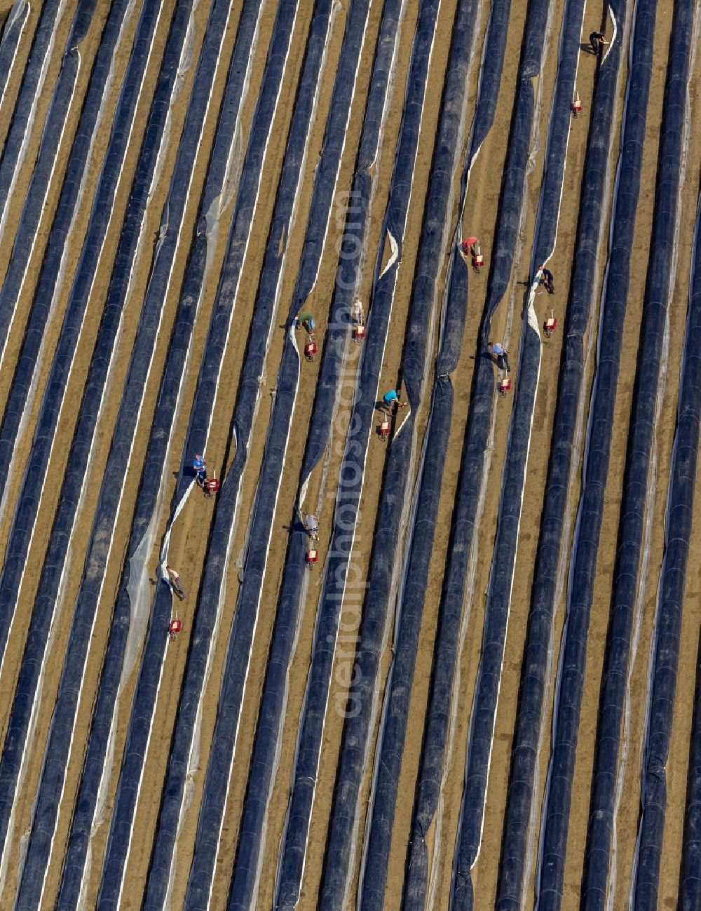 Aerial image Datteln - Asparagus harvest on an asparagus field near by Datteln in the state North Rhine-Westphalia