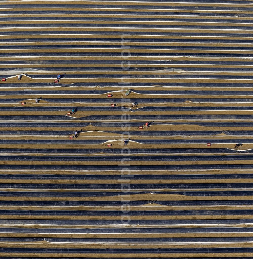 Aerial photograph Datteln - Asparagus harvest on an asparagus field near by Datteln in the state North Rhine-Westphalia