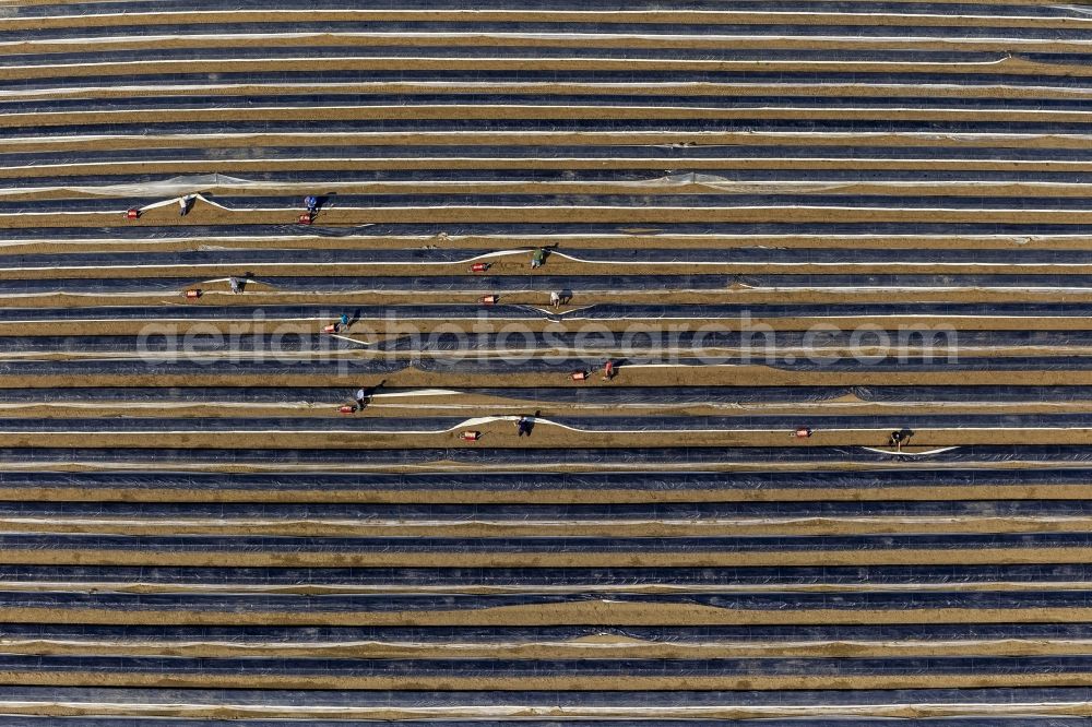 Datteln from above - Asparagus harvest on an asparagus field near by Datteln in the state North Rhine-Westphalia