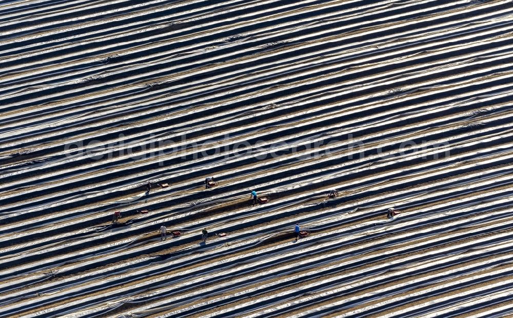 Datteln from the bird's eye view: Asparagus harvest on an asparagus field near by Datteln in the state North Rhine-Westphalia