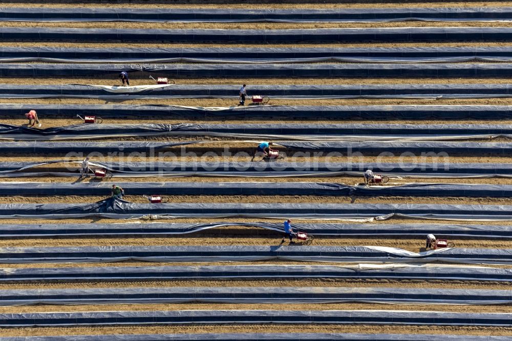 Aerial image Datteln - Asparagus harvest on an asparagus field near by Datteln in the state North Rhine-Westphalia