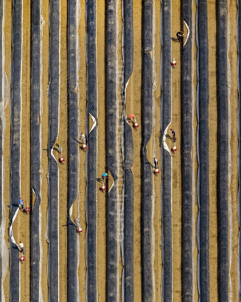 Aerial image Datteln - Asparagus harvest on an asparagus field near by Datteln in the state North Rhine-Westphalia