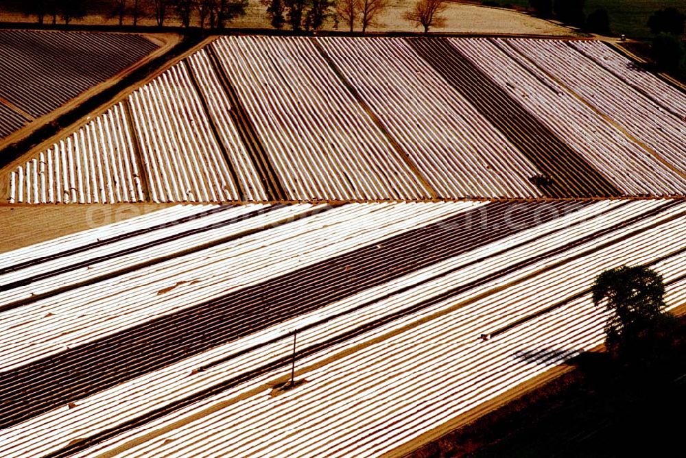 Aerial image Beelitz/Brandenburg - Spargelernte auf den Feldern bei Beelitz in Brandenburg Ort: Beelitz/Brandenburg Datum: 05.05.03