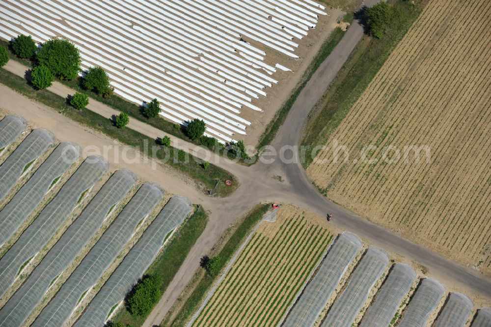 Aerial photograph Beelitz - Spargefelder und Erdbeerfelder bei Beelitz / Schönefeld. Asparagus and strawberry fields.