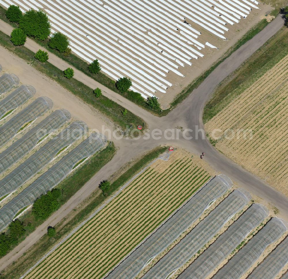 Beelitz from the bird's eye view: Spargefelder und Erdbeerfelder bei Beelitz / Schönefeld. Asparagus and strawberry fields.