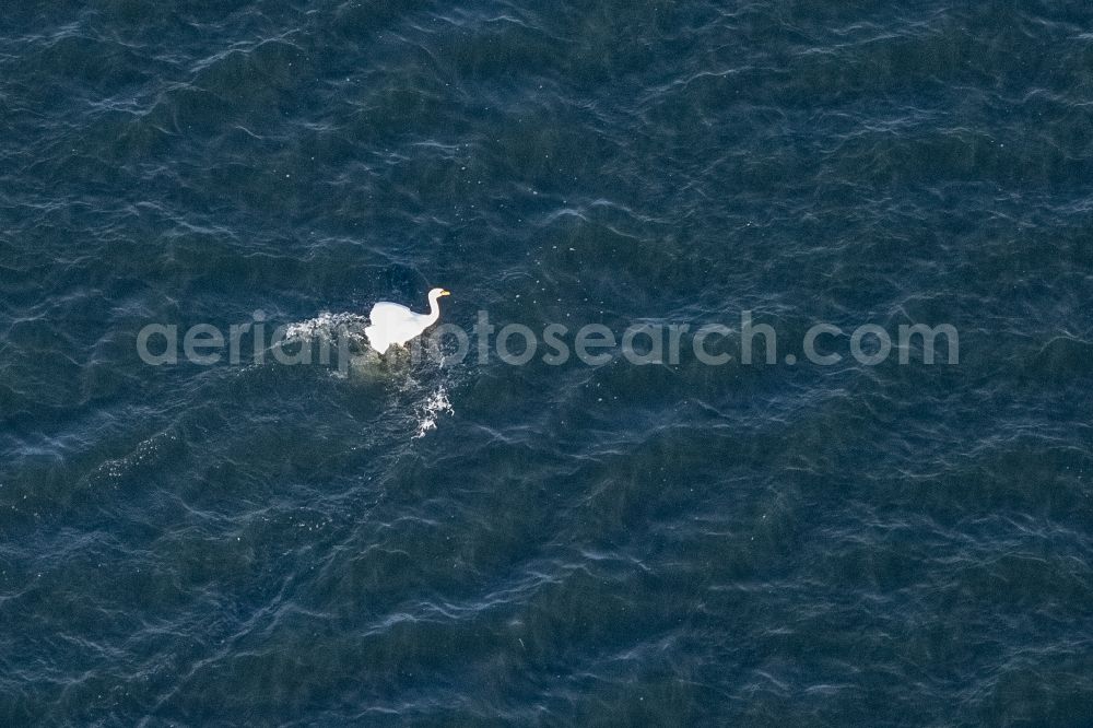 Aerial photograph Haltern am See - Sun rays Reflection on the water surface of Halterner Stausee with a swan in Haltern am See in the state North Rhine-Westphalia, Germany