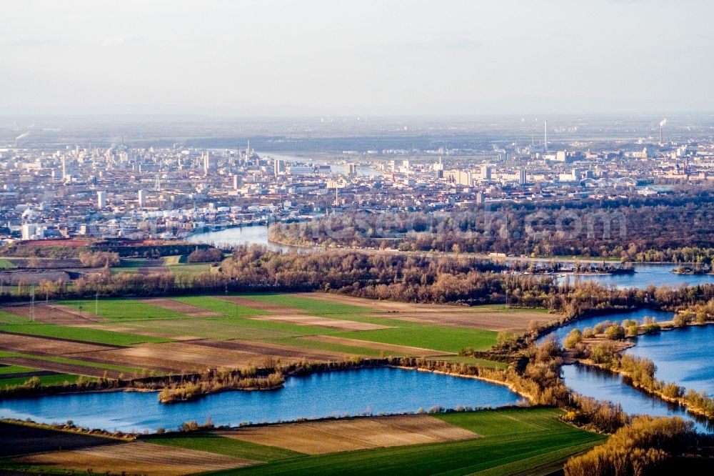 Ludwigshafen am Rhein from the bird's eye view: City view on the river bank of the Rhine river in Ludwigshafen am Rhein in the state Rhineland-Palatinate, Germany