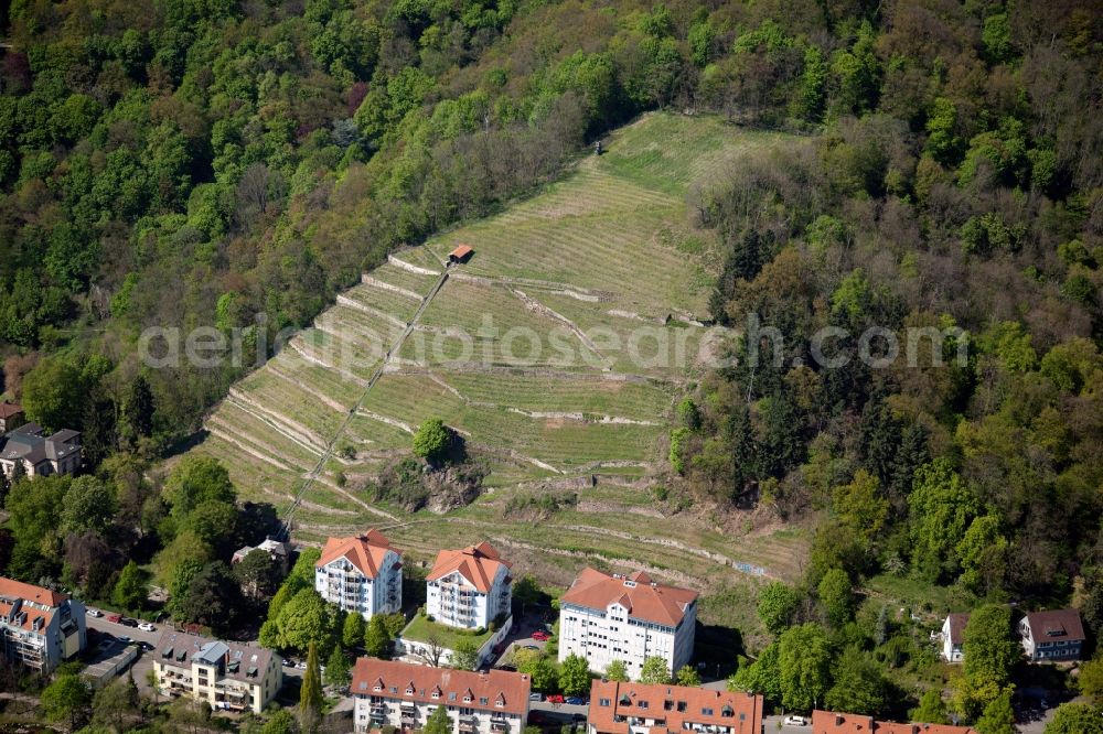 Freiburg im Breisgau from the bird's eye view: Outskirts residential in Freiburg im Breisgau in the state Baden-Wuerttemberg. The buildings are located below a vineyard on the Hirzberg