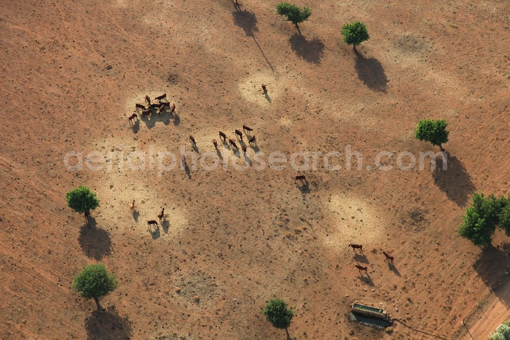 Aerial image Manacor - Steppe landscape with cow herd in Manacor in Balearic Islands, Spain