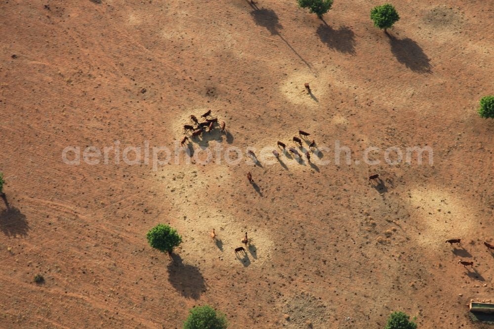 Aerial photograph Manacor - Steppe landscape with cow herd in Manacor in Balearic Islands, Spain