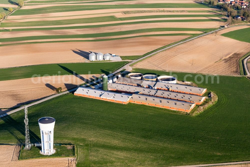 Aerial image Wintzenbach - Stables for pigs at Farm on the edge of cultivated fields in Wintzenbach in Grand Est, France