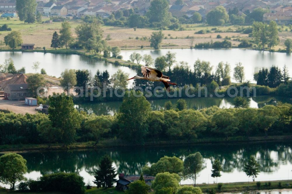 Cattenom from above - Flying starch over Ponds and Morast- water surface in a pond landscape at the Mosel river in Cattenom in Alsace-Champagne-Ardenne-Lorraine, France