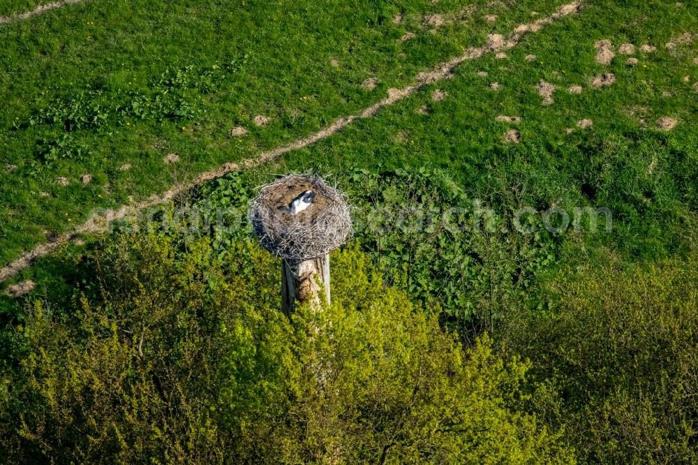 Aerial image Hamm - Stork in its nest in the Lippeauen landscape region in Hamm in the state of North Rhine-Westphalia