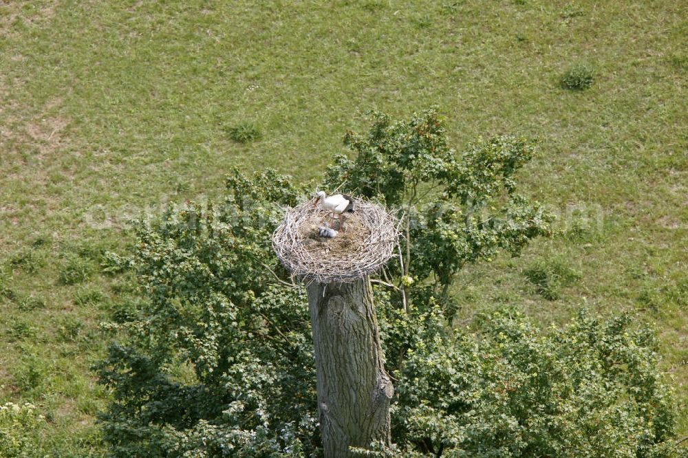 Aerial photograph Hamm - View of storks in the Lippeauen, photographed from a motor glider with a height of 500 meters, 800-mm lens