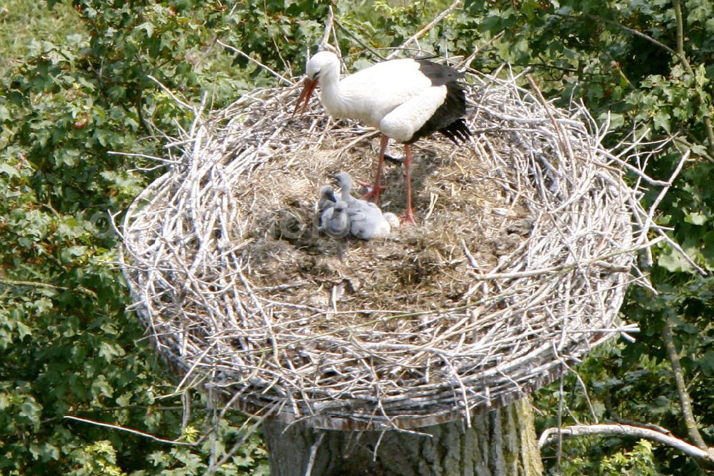 Hamm from above - View of storks in the Lippeauen, photographed from a motor glider with a height of 500 meters, 800-mm lens