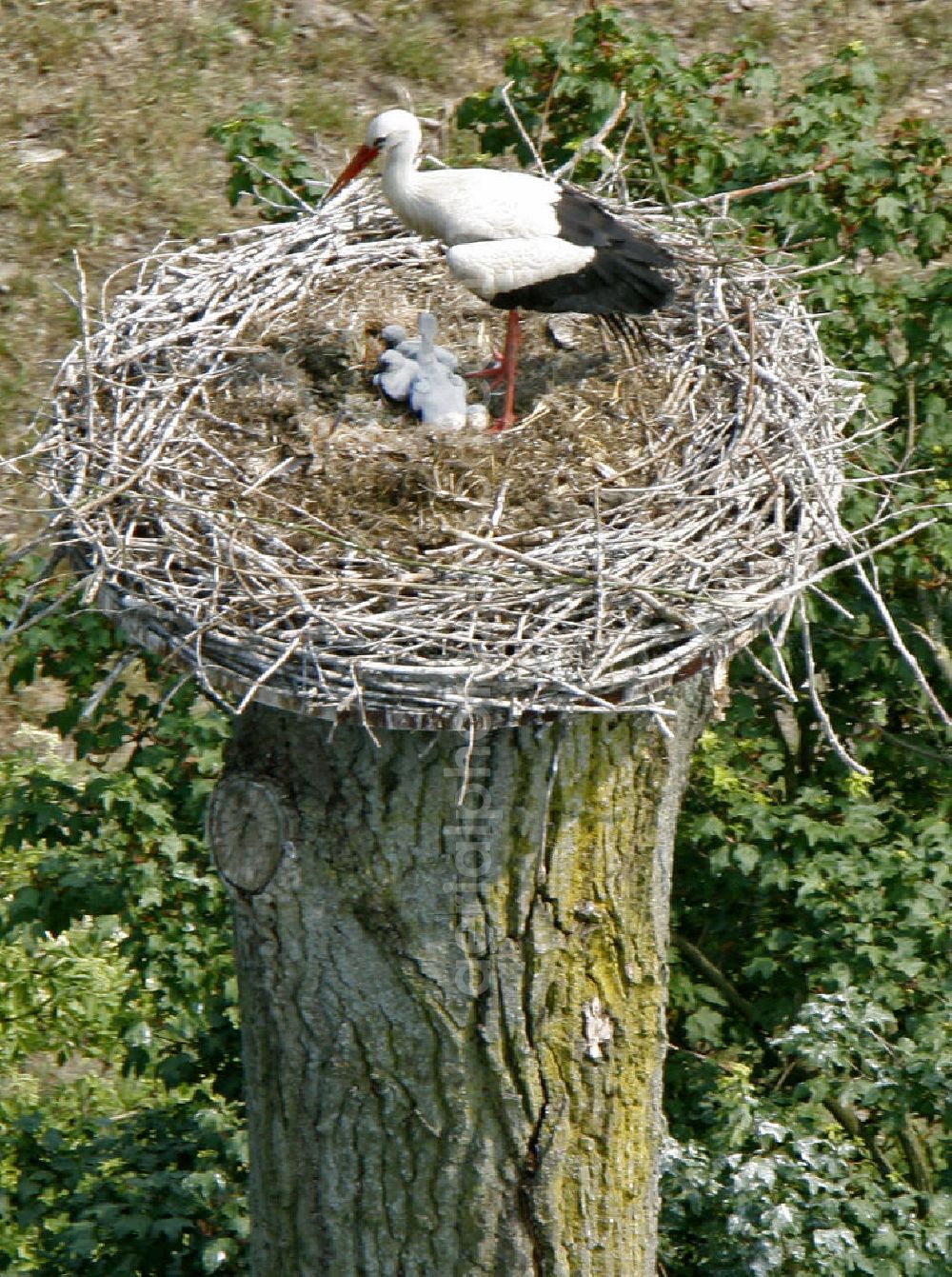 Hamm from the bird's eye view: View of storks in the Lippeauen, photographed from a motor glider with a height of 500 meters, 800-mm lens