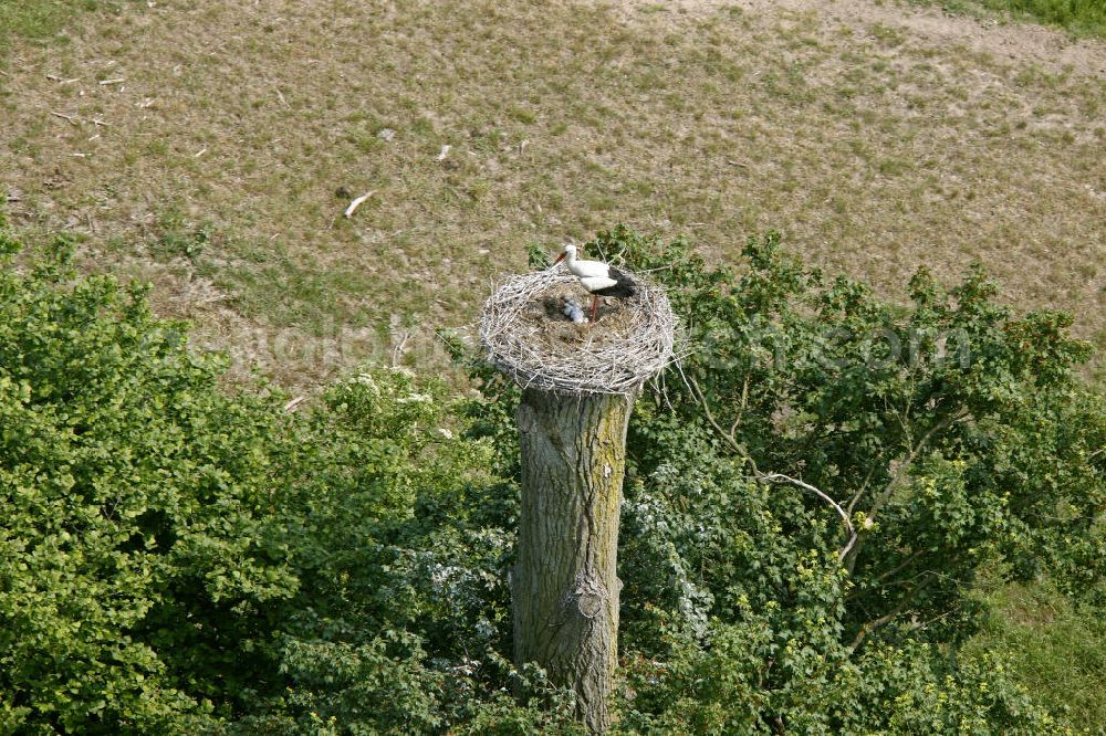 Aerial image Hamm - View of storks in the Lippeauen, photographed from a motor glider with a height of 500 meters, 800-mm lens