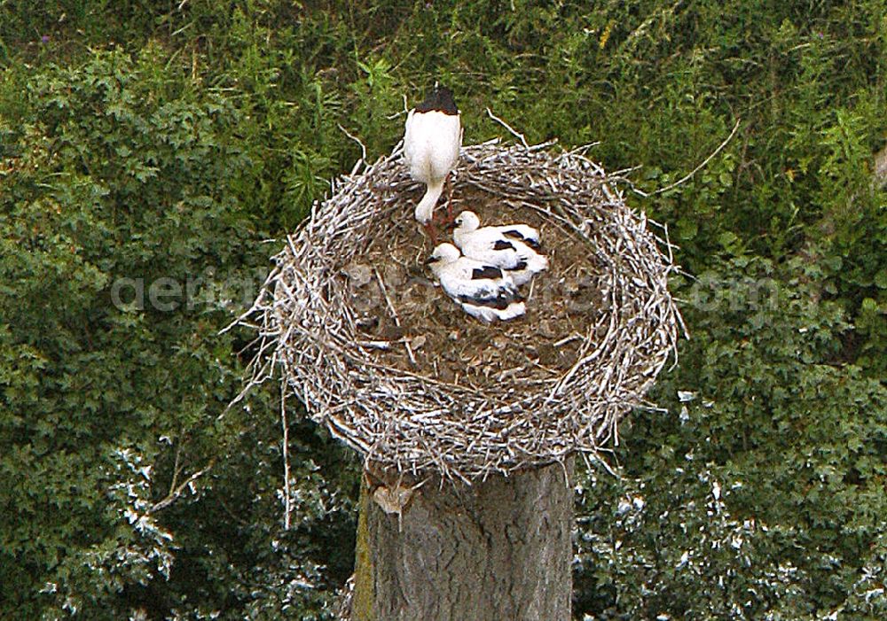 Hamm from above - View of storks in the Lippeauen, photographed from a motor glider with a height of 500 meters, 800-mm lens