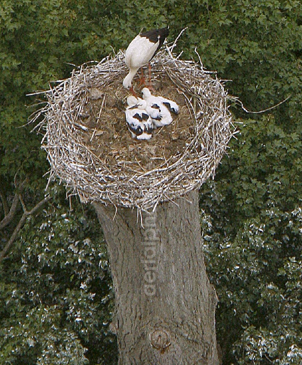 Hamm from the bird's eye view: View of storks in the Lippeauen, photographed from a motor glider with a height of 500 meters, 800-mm lens