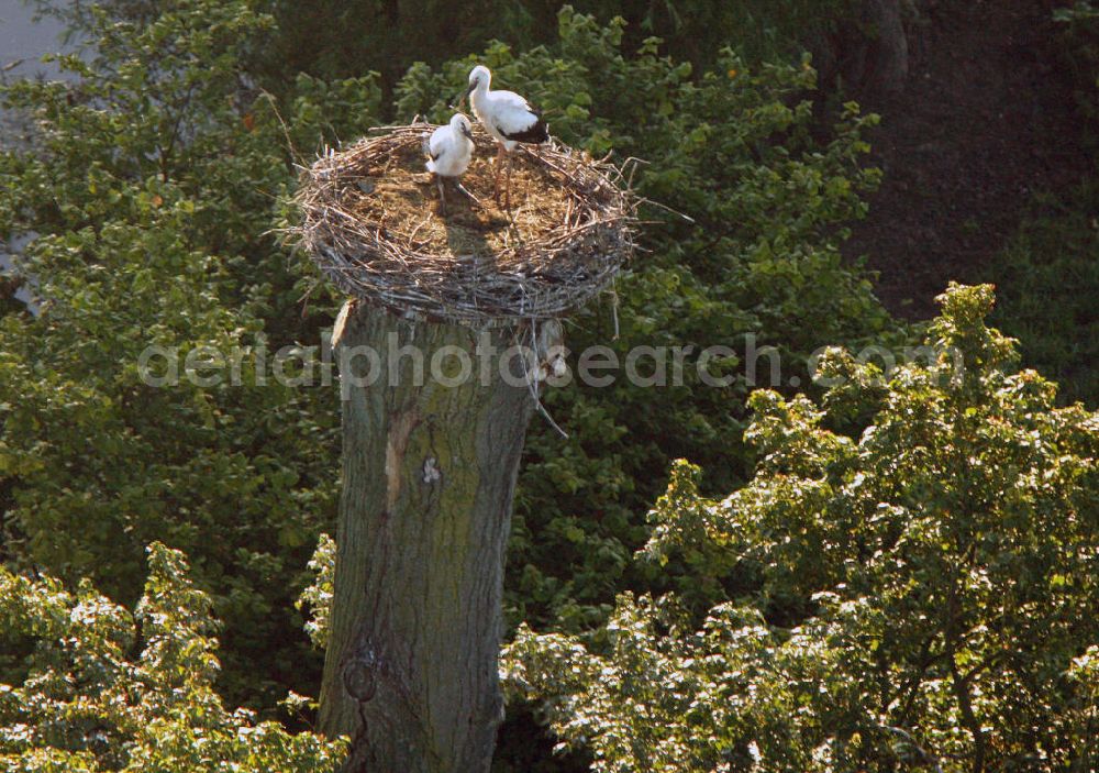 Aerial image Hamm - View of storks in the Lippeauen, photographed from a motor glider with a height of 500 meters, 800-mm lens