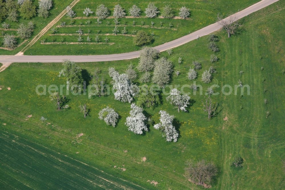 Schliengen from above - Fruit cultivation plantation in a field in Eggenertal with flowering fruit trees in springtime in Schliengen in the state Baden-Wuerttemberg, Germany