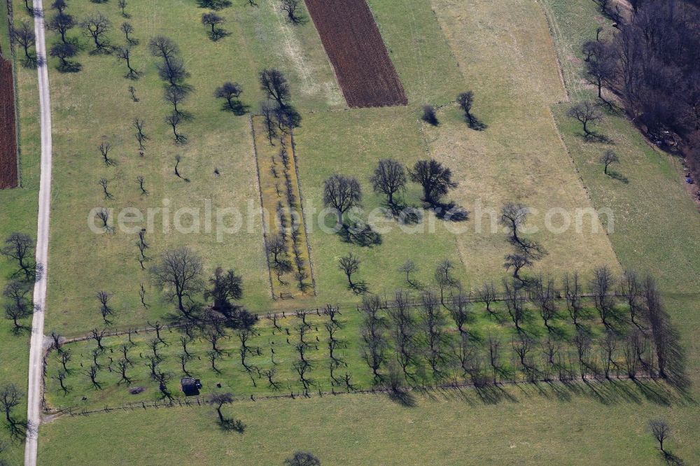 Aerial image Maulburg - Orchards and rows of trees of fruit cultivation in a field in Maulburg in the state Baden-Wuerttemberg, Germany