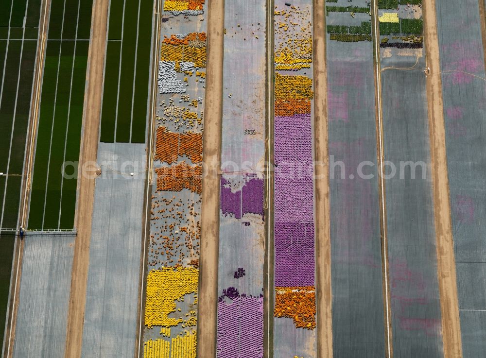 Dieburg from the bird's eye view: View of the structure of a market garden near Dieburg in the state Hesse