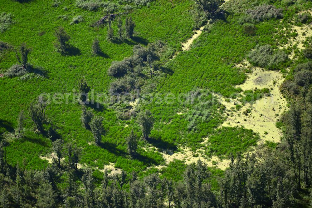 Vetschau Spreewald from the bird's eye view: Grassland structures of a meadow and field landscape in the lowland of Spreewald in Vetschau Spreewald in the state Brandenburg, Germany