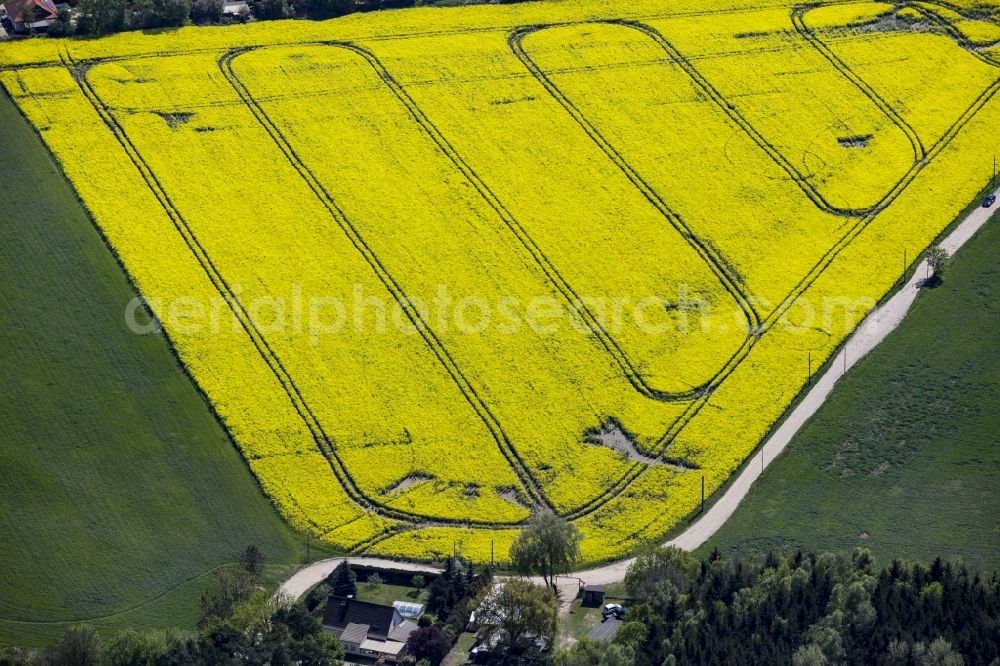 Ahrensfelde from above - Field landscape yellow flowering rapeseed flowers in Ahrensfelde in the state Brandenburg