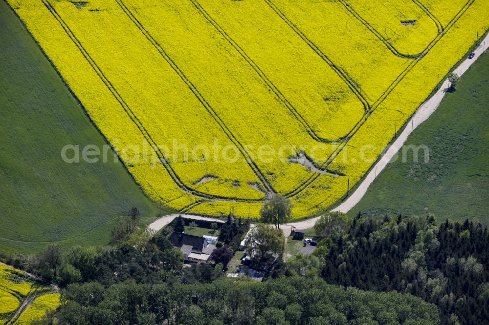 Ahrensfelde from the bird's eye view: Field landscape yellow flowering rapeseed flowers in Ahrensfelde in the state Brandenburg