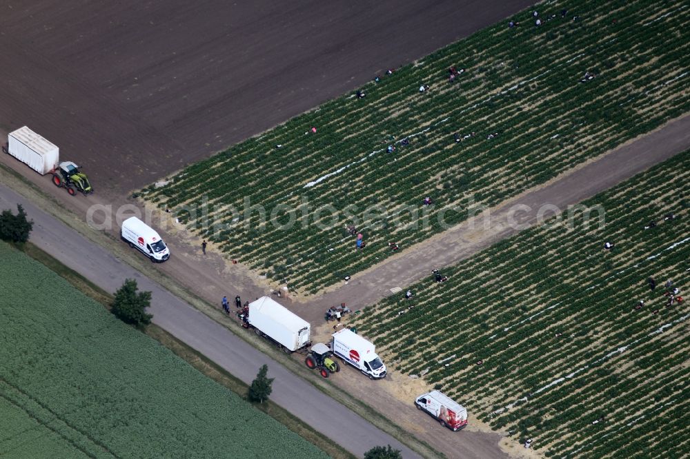 Aerial photograph Gebesee - Structures on agricultural fields growing strawberries of Erdbeerhof in Gebesee in the state Thuringia, Germany