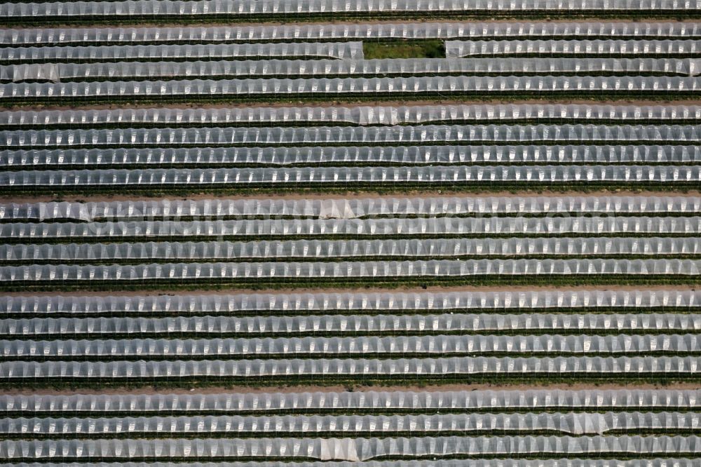 Gebesee from the bird's eye view: Structures on agricultural fields growing strawberries of Erdbeerhof in Gebesee in the state Thuringia, Germany