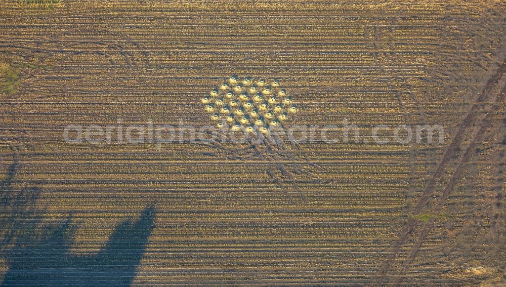 Aerial photograph Dorsten - Structures on agricultural fields in Dorsten in the state North Rhine-Westphalia, Germany