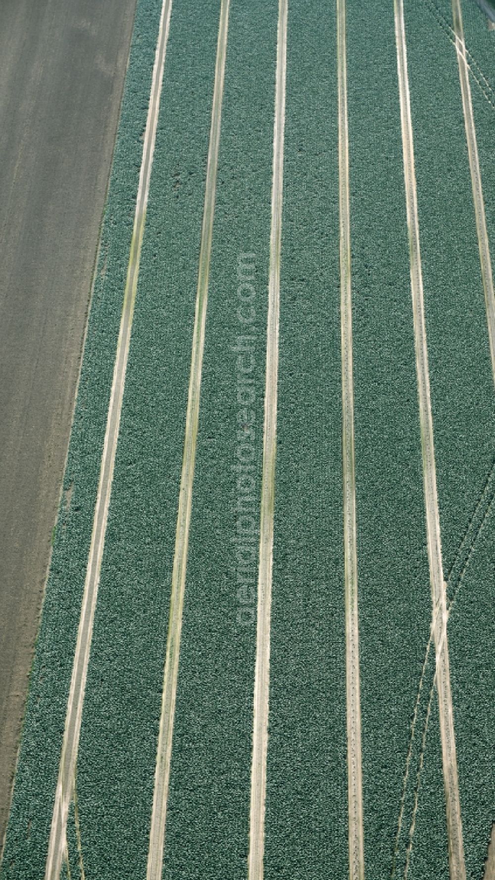 Cappeln (Oldenburg) from above - Structures on agricultural fields with vegetable rows in Cappeln (Oldenburg) in the state Lower Saxony