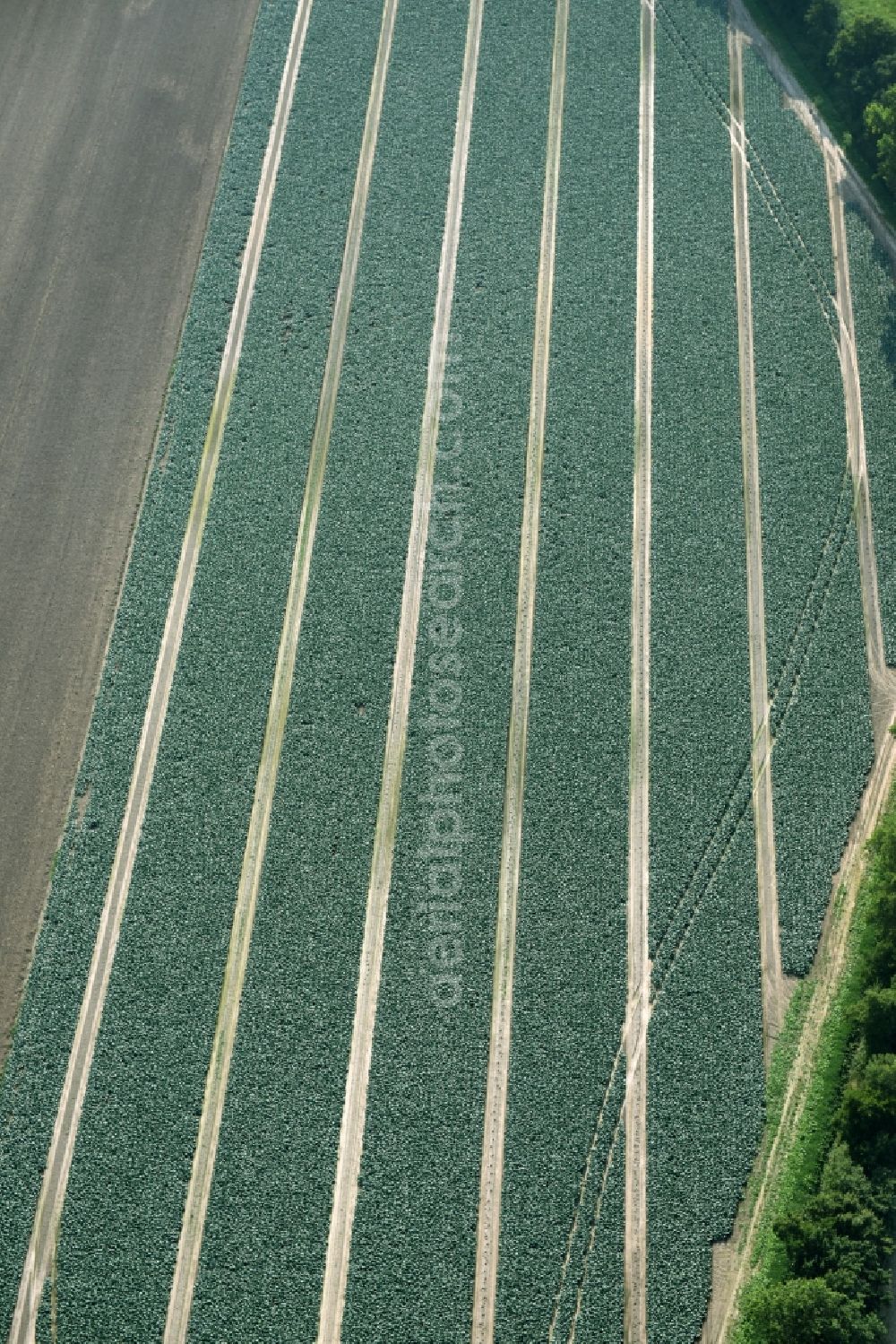 Cappeln (Oldenburg) from the bird's eye view: Structures on agricultural fields with vegetable rows in Cappeln (Oldenburg) in the state Lower Saxony